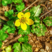 Potentilla